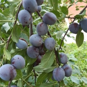 Комплект 5шт / Слива Этюд