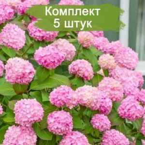 Комплект 5шт / Гортензия Уайт пинк ( White pink ) (крупнолистная)