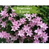 Саженцы клематиса Хегли Хайбрид ( Hagley Hybrid ) -  5 шт.