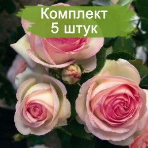 Комплект 5шт / Роза Пьер де Ронсар (плетистая)