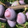 Комплект 5шт / Слива Кубанская Легенда: фото и описание