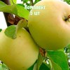 Комплект 5шт / Яблоня Исеть белая