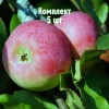 Комплект 5шт / Яблоня Министр Киселёв: фото и описание