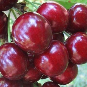 Вишня Радонеж