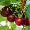 Саженцы Вишни Кирина - 5 шт.: фото и описание